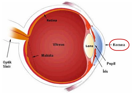 Kornea